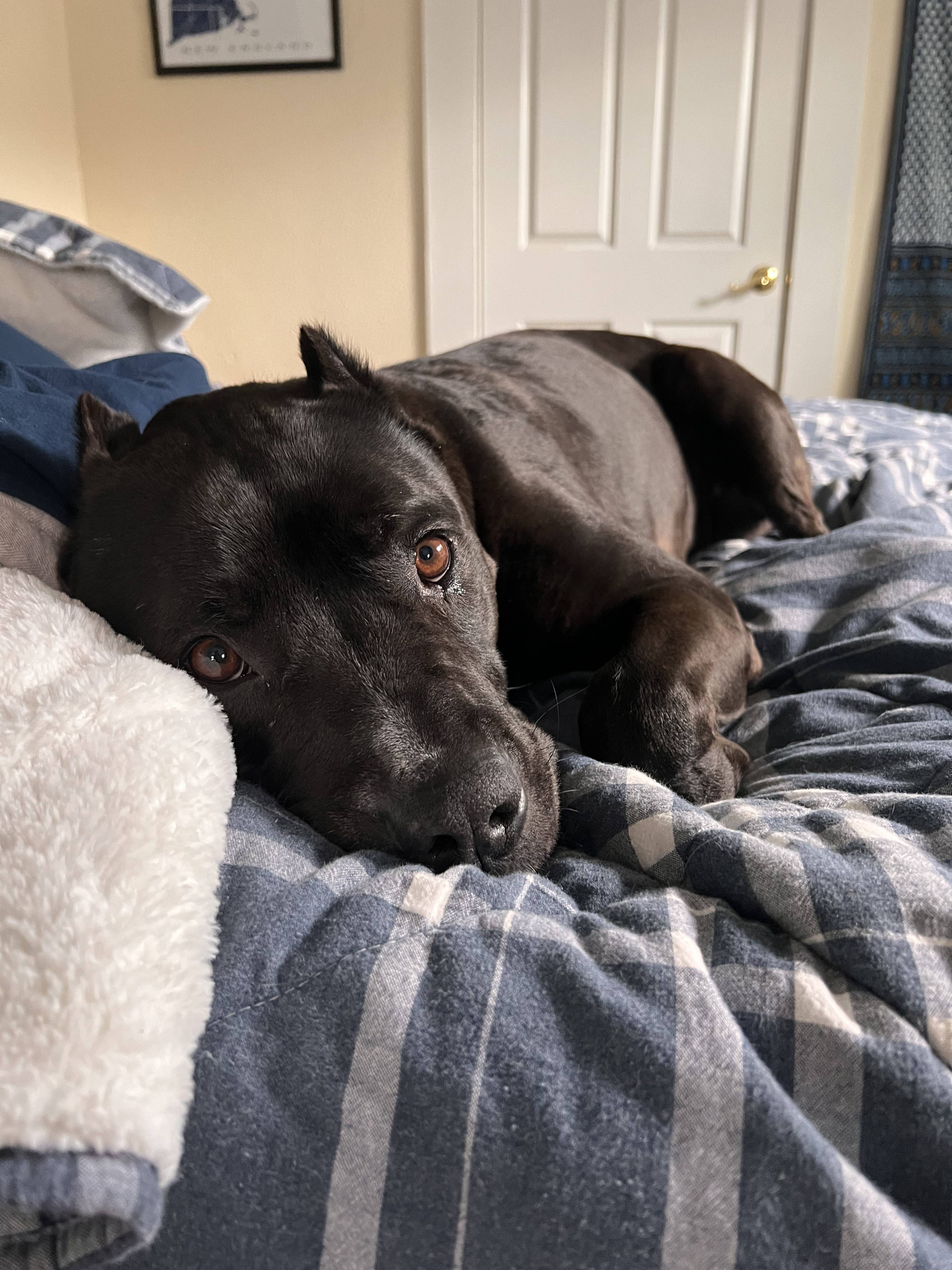 Rescue dog